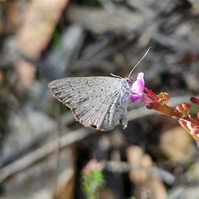 Erina hyacinthina at Bombay, NSW - 23 Nov 2024 by MatthewFrawley