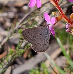 Erina acasta at Bombay, NSW - 23 Nov 2024 04:27 PM