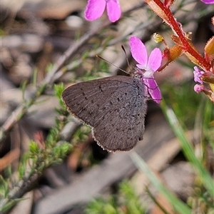 Erina acasta at Bombay, NSW - 23 Nov 2024