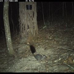 Phascogale tapoatafa (Brush-tailed Phascogale) at Pappinbarra, NSW - 10 Nov 2024 by jonvanbeest