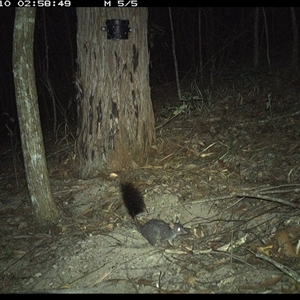 Phascogale tapoatafa at Pappinbarra, NSW - 10 Nov 2024 02:58 AM