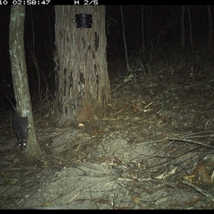 Phascogale tapoatafa at Pappinbarra, NSW - 10 Nov 2024 02:58 AM