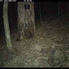 Tachyglossus aculeatus (Short-beaked Echidna) at Pappinbarra, NSW - 17 Nov 2024 by jonvanbeest