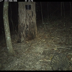 Tachyglossus aculeatus at Pappinbarra, NSW - 17 Nov 2024 08:56 PM