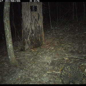 Tachyglossus aculeatus at Pappinbarra, NSW - 17 Nov 2024 08:56 PM