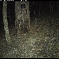 Tachyglossus aculeatus at Pappinbarra, NSW - 17 Nov 2024 08:56 PM