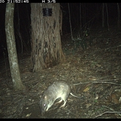 Isoodon macrourus at Pappinbarra, NSW - 20 Nov 2024 by jonvanbeest