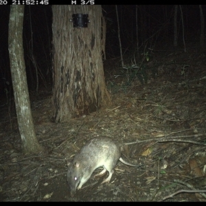 Perameles nasuta (Long-nosed Bandicoot) at Pappinbarra, NSW by jonvanbeest