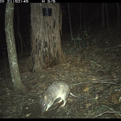 Isoodon macrourus at Pappinbarra, NSW - 20 Nov 2024 by jonvanbeest