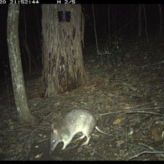 Perameles nasuta at Pappinbarra, NSW - 20 Nov 2024 09:52 PM