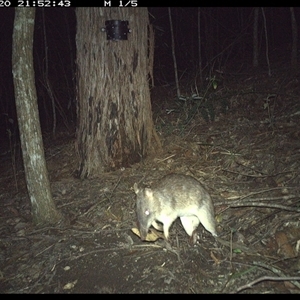 Perameles nasuta at Pappinbarra, NSW - 20 Nov 2024 09:52 PM