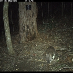 Perameles nasuta at Pappinbarra, NSW - 20 Nov 2024