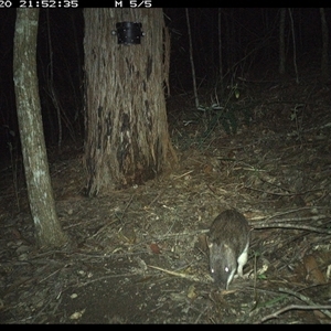 Perameles nasuta at Pappinbarra, NSW - 20 Nov 2024 09:52 PM