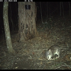 Perameles nasuta at Pappinbarra, NSW - 20 Nov 2024 09:52 PM