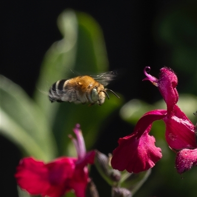 Amegilla sp. (genus) (Blue Banded Bee) at Murrumbateman, NSW - 24 Nov 2024 by amiessmacro