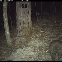 Perameles nasuta at Pappinbarra, NSW - 4 Nov 2024 by jonvanbeest