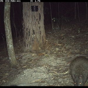 Potorous tridactylus (Long-nosed Potoroo) at Pappinbarra, NSW by jonvanbeest