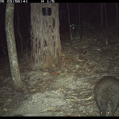 Perameles nasuta at Pappinbarra, NSW - 4 Nov 2024 by jonvanbeest