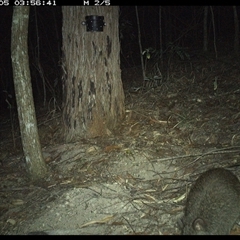 Potorous tridactylus at Pappinbarra, NSW - 5 Nov 2024