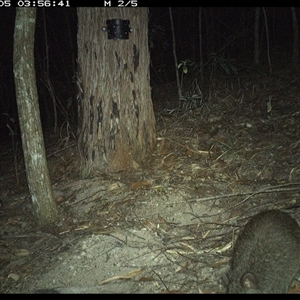 Potorous tridactylus at Pappinbarra, NSW - 5 Nov 2024 03:56 AM