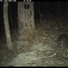 Potorous tridactylus at Pappinbarra, NSW - 5 Nov 2024 03:56 AM