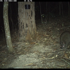 Potorous tridactylus at Pappinbarra, NSW - 5 Nov 2024 03:56 AM