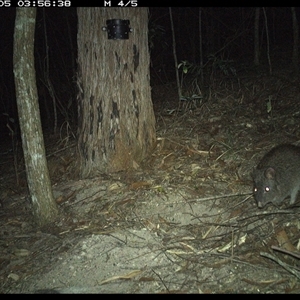 Potorous tridactylus at Pappinbarra, NSW - 5 Nov 2024