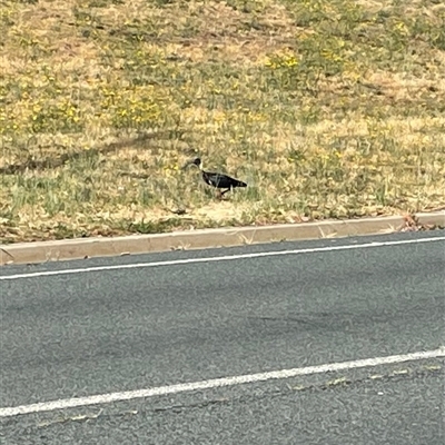 Threskiornis spinicollis (Straw-necked Ibis) at Weetangera, ACT - 17 Nov 2024 by AdamMc