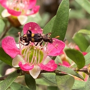 Eleale pulchra at Jerrabomberra, NSW - 24 Nov 2024