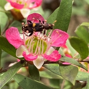 Eleale pulchra at Jerrabomberra, NSW - 24 Nov 2024