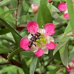 Eleale pulchra at Jerrabomberra, NSW - 24 Nov 2024