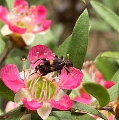 Eleale pulchra at Jerrabomberra, NSW - 24 Nov 2024