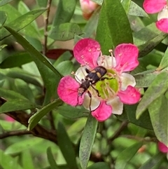 Eleale pulchra at Jerrabomberra, NSW - 24 Nov 2024