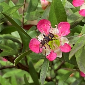 Eleale pulchra at Jerrabomberra, NSW - 24 Nov 2024