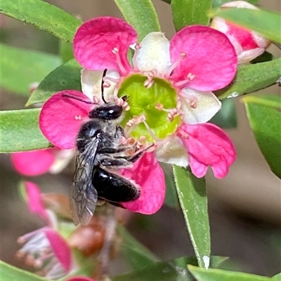 Exoneura sp. (genus) at Jerrabomberra, NSW - 23 Nov 2024 by SteveBorkowskis