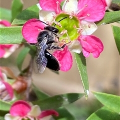 Leioproctus (Leioproctus) alleynae at Jerrabomberra, NSW - suppressed