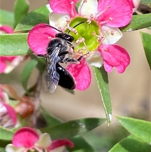 Leioproctus (Leioproctus) alleynae at Jerrabomberra, NSW - 24 Nov 2024