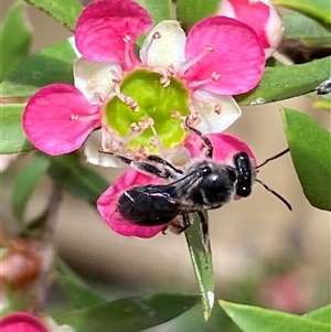 Leioproctus (Leioproctus) alleynae at Jerrabomberra, NSW - suppressed