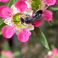 Leioproctus (Leioproctus) alleynae at Jerrabomberra, NSW - 24 Nov 2024