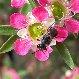 Leioproctus (Leioproctus) alleynae at Jerrabomberra, NSW - suppressed