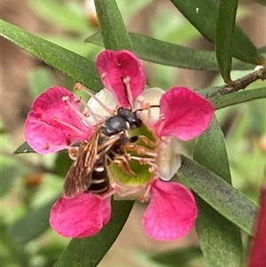 Lasioglossum (Chilalictus) bicingulatum at Jerrabomberra, NSW - suppressed