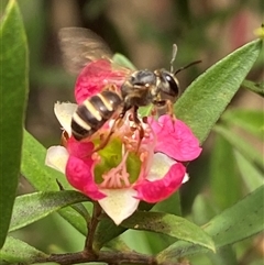 Lasioglossum (Chilalictus) bicingulatum at suppressed - 24 Nov 2024