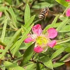 Lasioglossum (Chilalictus) bicingulatum at suppressed - 24 Nov 2024