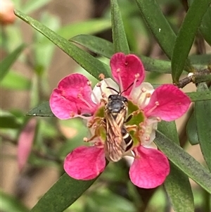 Lasioglossum (Chilalictus) bicingulatum at Jerrabomberra, NSW - suppressed