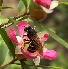 Lasioglossum (Chilalictus) bicingulatum at suppressed - 24 Nov 2024