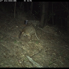 Thylogale thetis (Red-necked Pademelon) at Pappinbarra, NSW - 17 Nov 2024 by jonvanbeest