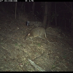 Thylogale thetis at Pappinbarra, NSW - 17 Nov 2024 09:04 PM