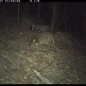 Thylogale thetis at Pappinbarra, NSW - 17 Nov 2024