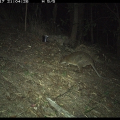 Thylogale thetis at Pappinbarra, NSW - 17 Nov 2024