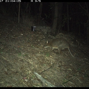 Thylogale thetis at Pappinbarra, NSW - 17 Nov 2024 09:04 PM